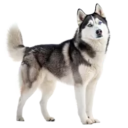 Imagen PNG para descargar